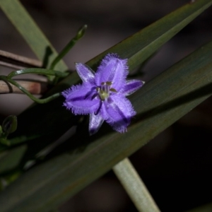 Thysanotus patersonii at Acton, ACT - 27 Oct 2016