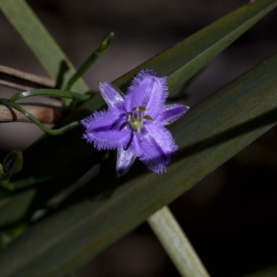 Thysanotus patersonii (Twining Fringe Lily) at Black Mountain - 26 Oct 2016 by JudithRoach