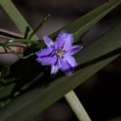 Thysanotus patersonii (Twining Fringe Lily) at Acton, ACT - 26 Oct 2016 by JudithRoach