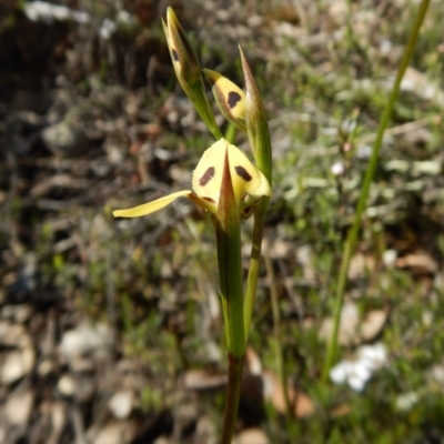 Diuris sulphurea (Tiger Orchid) at Point 3852 - 27 Oct 2016 by CathB