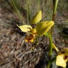 Diuris sulphurea at Point 3852 - 27 Oct 2016