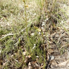 Diuris sulphurea at Point 3852 - suppressed