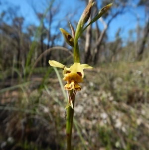 Diuris sulphurea at Point 3852 - 27 Oct 2016