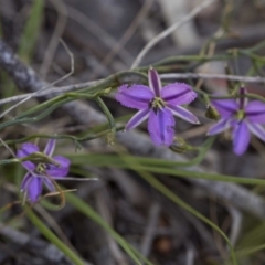 Thysanotus patersonii (Twining Fringe Lily) at Black Mountain - 26 Oct 2016 by JudithRoach