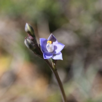 Thelymitra (Genus) (Sun Orchid) at Bruce, ACT - 27 Oct 2016 by petersan