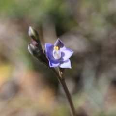 Thelymitra sp. (A Sun Orchid) at Bruce, ACT - 26 Oct 2016 by petersan