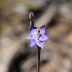 Thelymitra sp. at Bruce, ACT - 27 Oct 2016