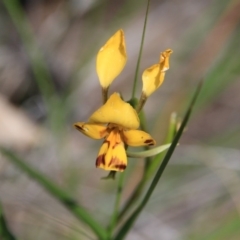 Diuris nigromontana (Black Mountain Leopard Orchid) at Bruce, ACT - 26 Oct 2016 by petersan