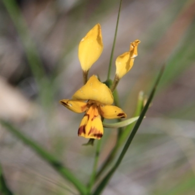 Diuris nigromontana (Black Mountain Leopard Orchid) at Bruce, ACT - 27 Oct 2016 by petersan