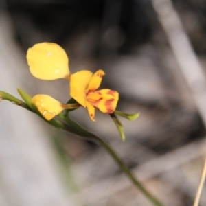 Diuris nigromontana at Bruce, ACT - suppressed