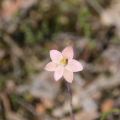 Thelymitra carnea (Tiny Sun Orchid) at Bruce, ACT - 27 Oct 2016 by petersan
