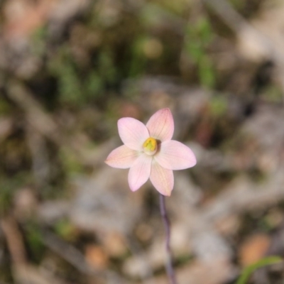 Thelymitra carnea (Tiny Sun Orchid) at Bruce, ACT - 26 Oct 2016 by petersan