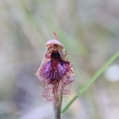 Calochilus platychilus (Purple Beard Orchid) at Bruce, ACT - 27 Oct 2016 by petersan