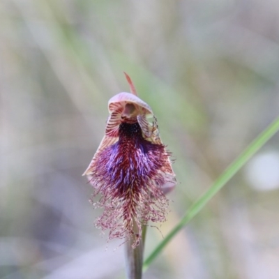 Calochilus platychilus (Purple Beard Orchid) at Bruce, ACT - 26 Oct 2016 by petersan