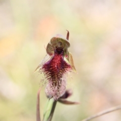 Calochilus platychilus at Bruce, ACT - 27 Oct 2016