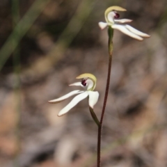 Caladenia cucullata (Lemon Caps) at Bruce, ACT - 27 Oct 2016 by petersan