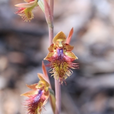 Calochilus montanus (Copper Beard Orchid) at Bruce, ACT - 27 Oct 2016 by petersan