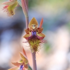 Calochilus montanus at Bruce, ACT - suppressed