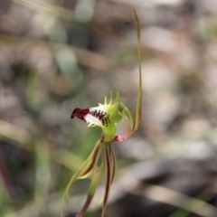 Caladenia atrovespa (Green-comb Spider Orchid) at Bruce, ACT - 26 Oct 2016 by petersan