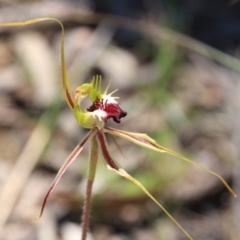 Caladenia atrovespa at Bruce, ACT - 27 Oct 2016