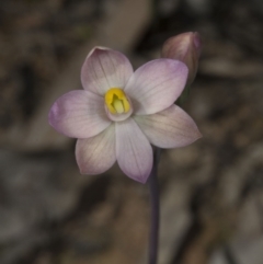 Thelymitra carnea (Tiny Sun Orchid) at Bruce, ACT - 27 Oct 2016 by DerekC