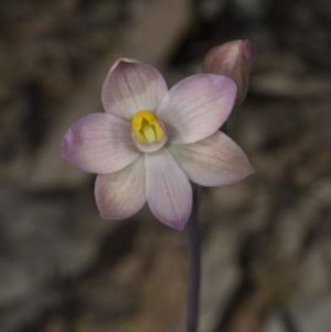 Thelymitra carnea at Bruce, ACT - suppressed