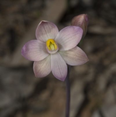 Thelymitra carnea (Tiny Sun Orchid) at Bruce, ACT - 27 Oct 2016 by DerekC
