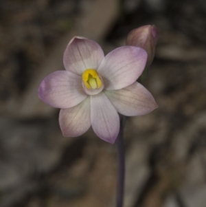Thelymitra carnea at Bruce, ACT - 27 Oct 2016