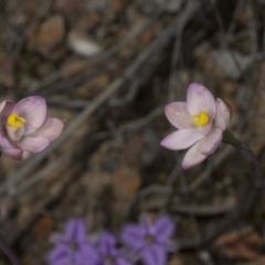 Thelymitra carnea at Bruce, ACT - 27 Oct 2016