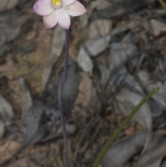 Thelymitra carnea at Bruce, ACT - suppressed