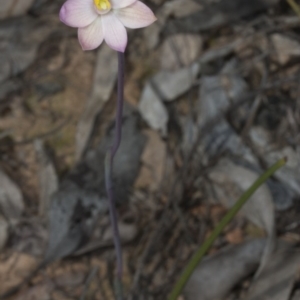 Thelymitra carnea at Bruce, ACT - 27 Oct 2016