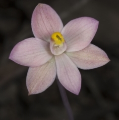 Thelymitra carnea at Bruce, ACT - suppressed