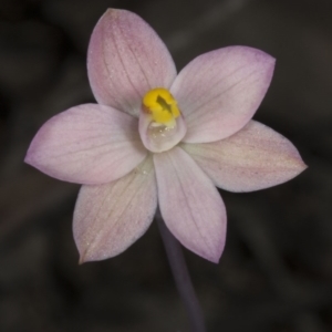 Thelymitra carnea at Bruce, ACT - 27 Oct 2016