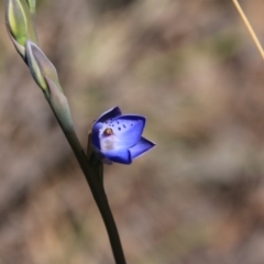 Thelymitra juncifolia (Dotted Sun Orchid) at Bruce, ACT - 27 Oct 2016 by petersan