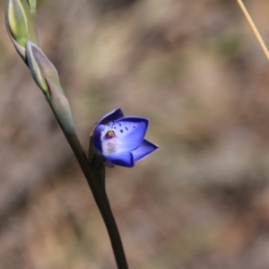 Thelymitra juncifolia at Bruce, ACT - suppressed