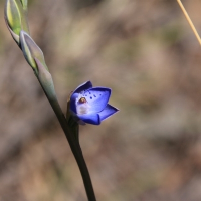 Thelymitra juncifolia (Dotted Sun Orchid) at Bruce, ACT - 26 Oct 2016 by petersan