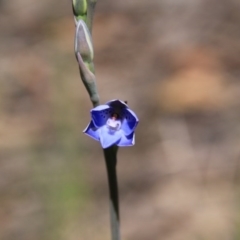 Thelymitra juncifolia at Bruce, ACT - 27 Oct 2016