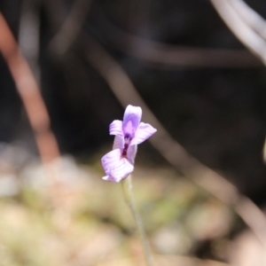 Glossodia major at Bruce, ACT - 27 Oct 2016