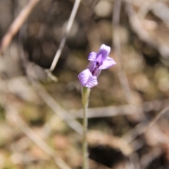 Glossodia major at Bruce, ACT - suppressed