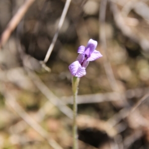 Glossodia major at Bruce, ACT - 27 Oct 2016