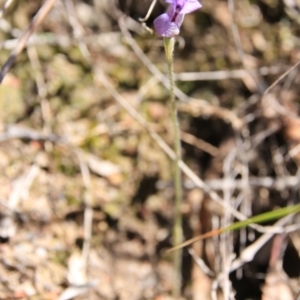 Glossodia major at Bruce, ACT - suppressed