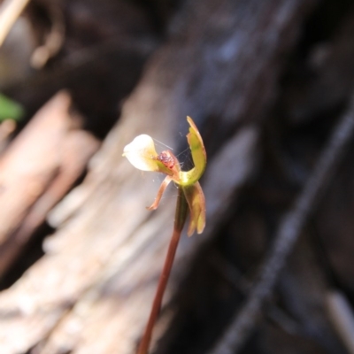 Chiloglottis trapeziformis (Diamond Ant Orchid) at Bruce, ACT - 27 Oct 2016 by petersan