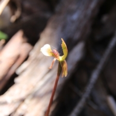 Chiloglottis trapeziformis (Diamond Ant Orchid) at Bruce, ACT - 27 Oct 2016 by petersan