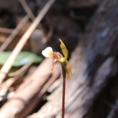 Chiloglottis trapeziformis at Bruce, ACT - 27 Oct 2016