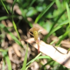 Chiloglottis trapeziformis at Bruce, ACT - suppressed