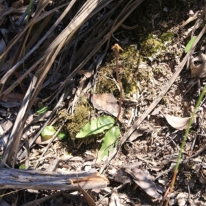 Chiloglottis trapeziformis at Bruce, ACT - suppressed