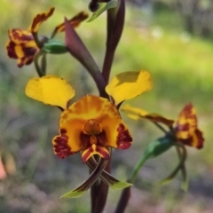 Diuris semilunulata (Late Leopard Orchid) at Wandiyali-Environa Conservation Area - 27 Oct 2016 by Wandiyali