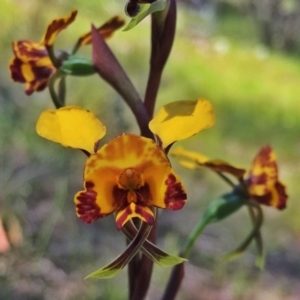 Diuris semilunulata at Jerrabomberra, NSW - 27 Oct 2016