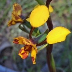 Diuris semilunulata at Jerrabomberra, NSW - 27 Oct 2016