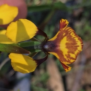 Diuris semilunulata at Jerrabomberra, NSW - 27 Oct 2016